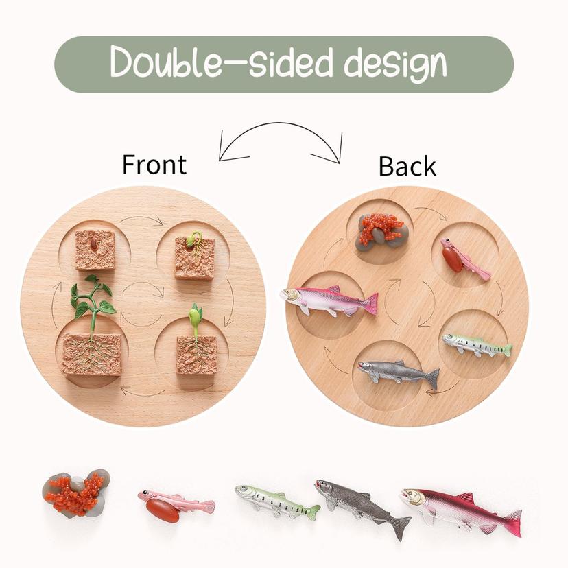 Wooden_Life_Cycle_Double_Sided_Learning_Board__Life_cycle_models_and_flash_cards_wooden-life-cycle-board-dobuble-sid