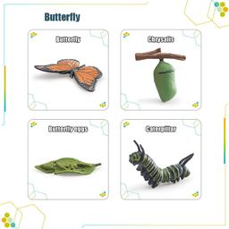 Wooden_Life_Cycle_Double_Sided_Learning_Board__Life_cycle_models_and_flash_cards_life-cycle-card-butterfly