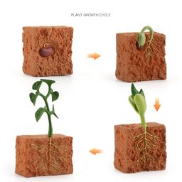 Wooden_Life_Cycle_Double_Sided_Learning_Board__Life_cycle_models_and_flash_cards_life-cycle-plant-model