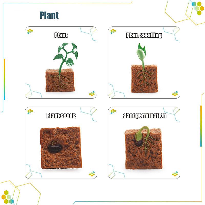 Wooden_Life_Cycle_Double_Sided_Learning_Board__Life_cycle_models_and_flash_cards_life-cycle-card-plant
