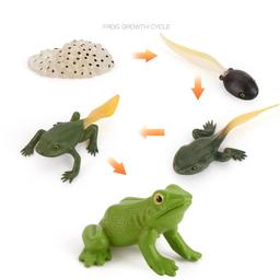 Wooden_Life_Cycle_Double_Sided_Learning_Board__Life_cycle_models_and_flash_cards_life-cycle-frog-model