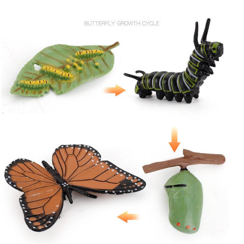 Wooden_Life_Cycle_Double_Sided_Learning_Board__Life_cycle_models_and_flash_cards_life-cycle-butterfly-models