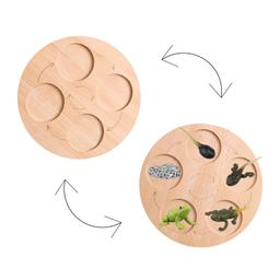 Wooden_Life_Cycle_Double_Sided_Learning_Board__Life_cycle_models_and_flash_cards_wooden-life-cycle-board-dobuble-sid