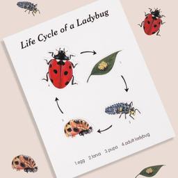 Montessori_inspired_wooden_lady_bug_educational_counting_toy_wooden-ladybug-counting-educational-toy-4