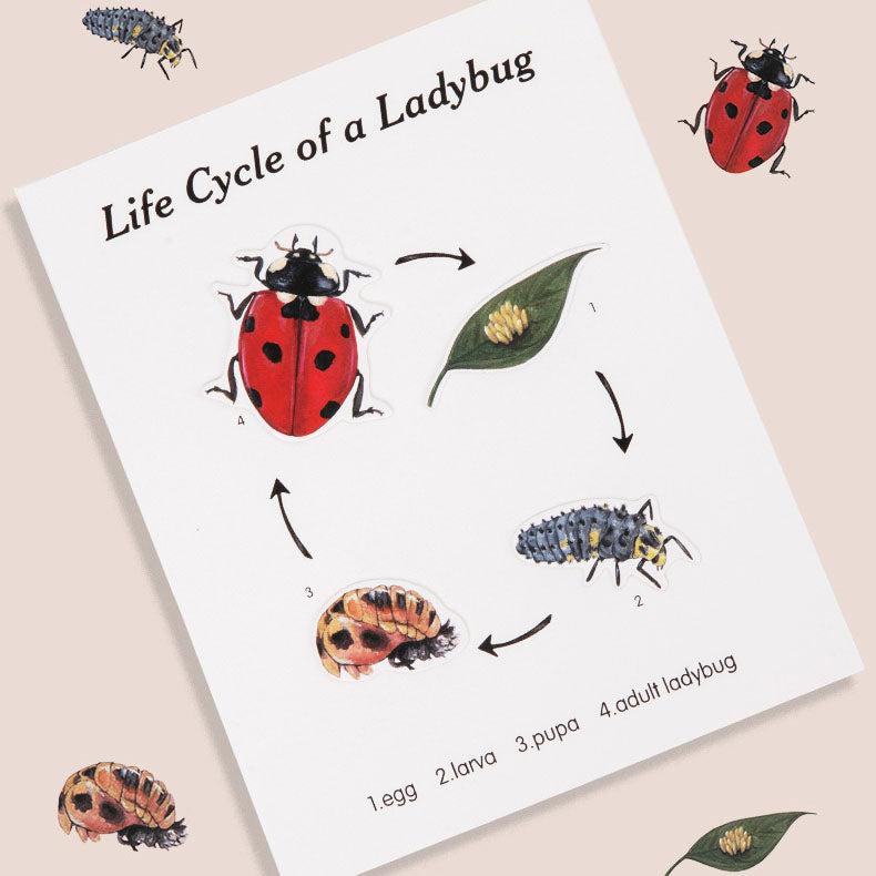 Montessori_inspired_wooden_lady_bug_educational_counting_toy_wooden-ladybug-counting-educational-toy-4