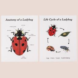 Montessori_inspired_wooden_lady_bug_educational_counting_toy_wooden-ladybug-counting-educational-toy-10