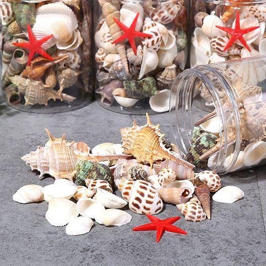 Mixed_Sea_shells._Ocean_theme_sensory_play._Craft._Nautical_Decor._Home_Aquarium_sea-shells-6