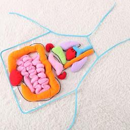 Body_Organ_Anatomy_Learning_Apron_Science_Teaching_Tool_body-organ-apron-4