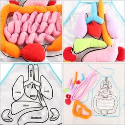 Body_Organ_Anatomy_Learning_Apron_Science_Teaching_Tool_body-organ-apron-6