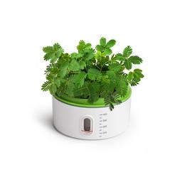 Topbright 植物成長觀察站 兒童自然科學實驗