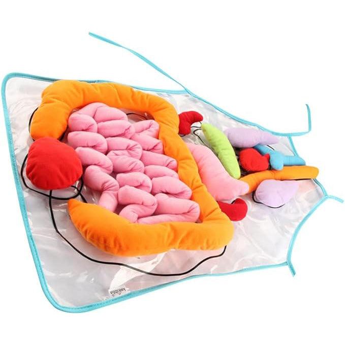 Body_Organ_Anatomy_Learning_Apron_Science_Teaching_Tool_body-organ-apron-1