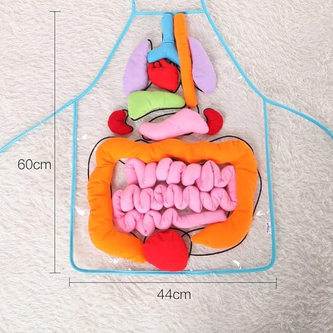 Body_Organ_Anatomy_Learning_Apron_Science_Teaching_Tool_body-organ-apron-2