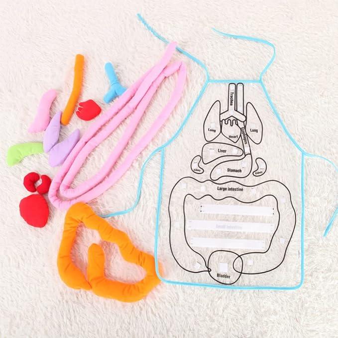 Body_Organ_Anatomy_Learning_Apron_Science_Teaching_Tool_body-organ-apron-3